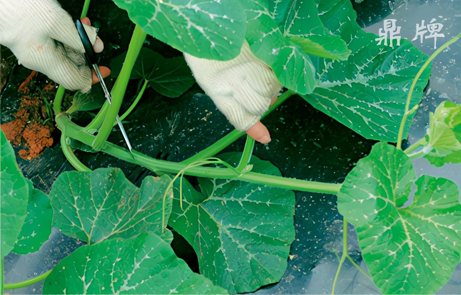 種這種綠葉菜，栽培輕松，畝產(chǎn)值過萬元，菜農(nóng)表示很劃算