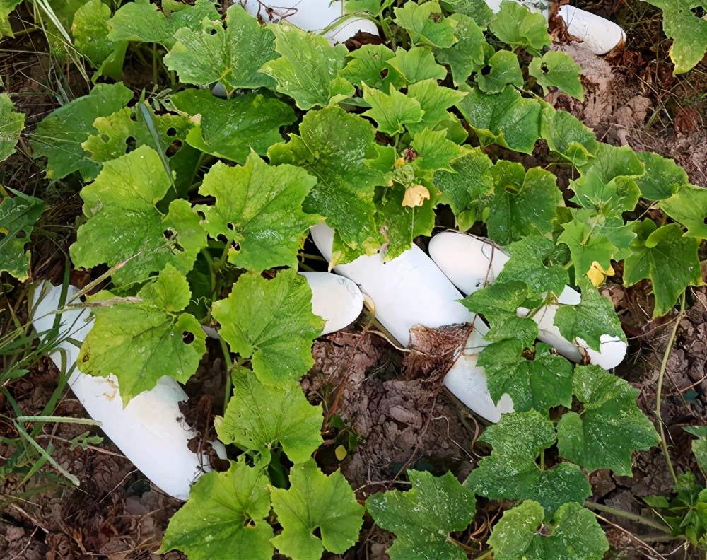 這個(gè)品種太優(yōu)秀了！耐儲(chǔ)耐運(yùn)，適合大面積種植，菜農(nóng)瓜販都喜歡