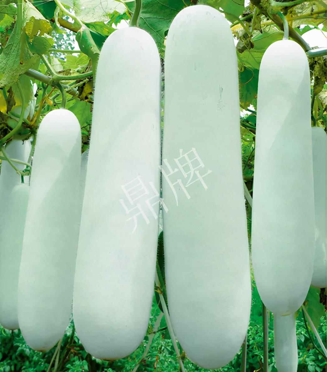 這個(gè)品種太優(yōu)秀了！耐儲(chǔ)耐運(yùn)，適合大面積種植，菜農(nóng)瓜販都喜歡
