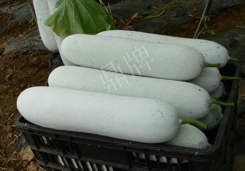 這個(gè)品種太優(yōu)秀了！耐儲(chǔ)耐運(yùn)，適合大面積種植，菜農(nóng)瓜販都喜歡