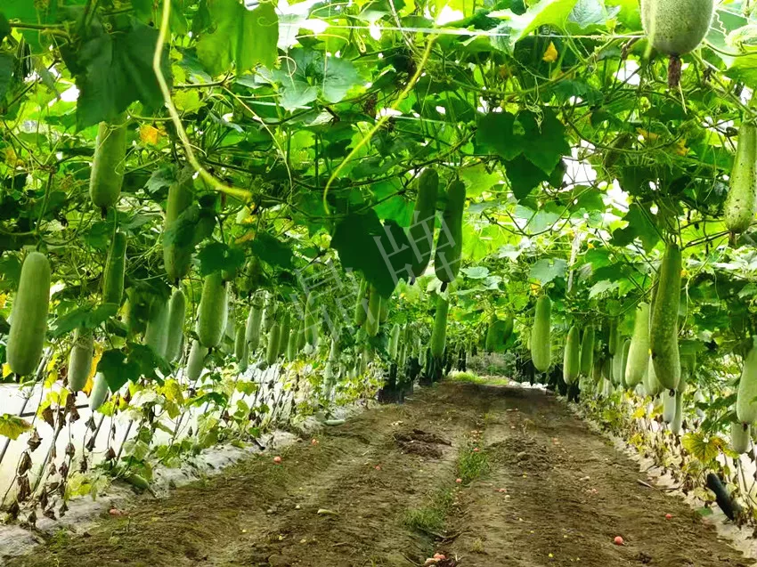 什么品種的冬瓜按個(gè)買(mǎi)？?jī)r(jià)格是同期黑皮冬瓜五倍