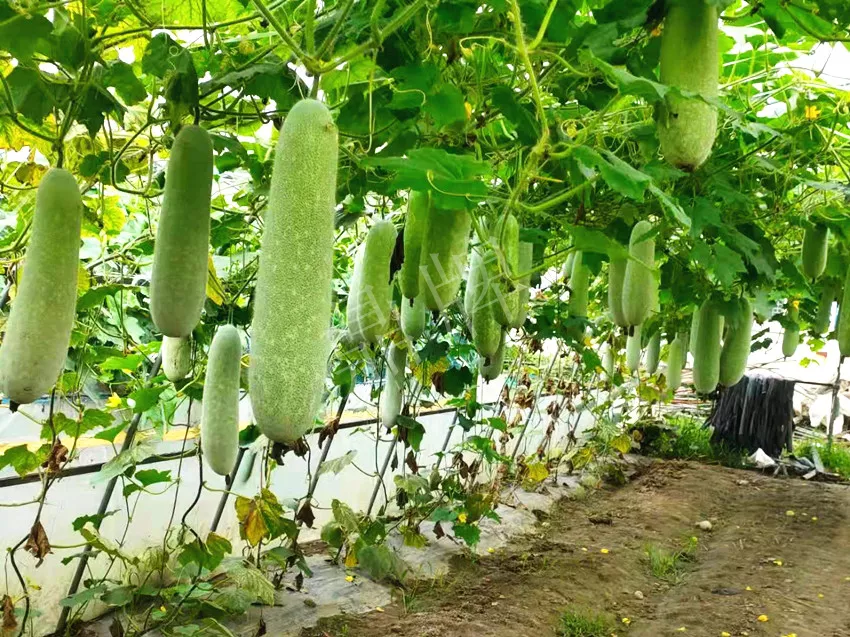 什么品種的冬瓜按個(gè)買(mǎi)？?jī)r(jià)格是同期黑皮冬瓜五倍