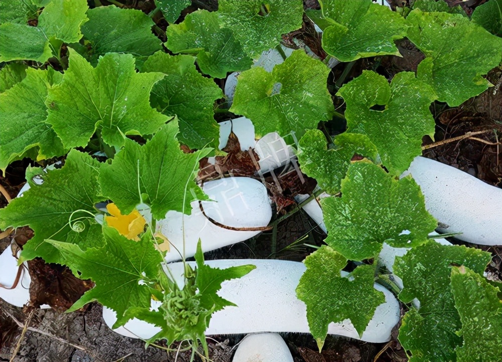 什么品種的冬瓜按個(gè)買(mǎi)？?jī)r(jià)格是同期黑皮冬瓜五倍