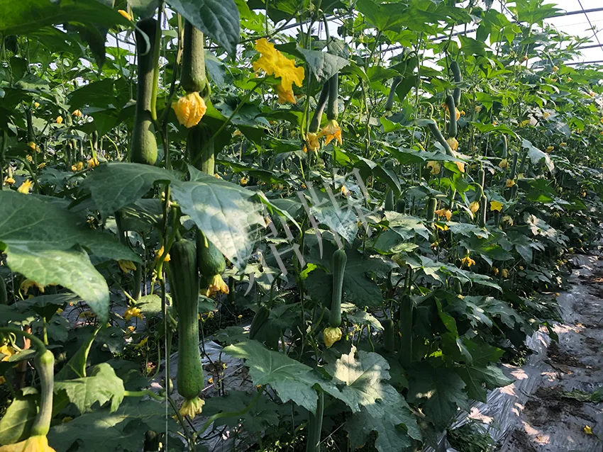 這個絲瓜怎么種都優(yōu)秀！賣價和產(chǎn)量都很高
