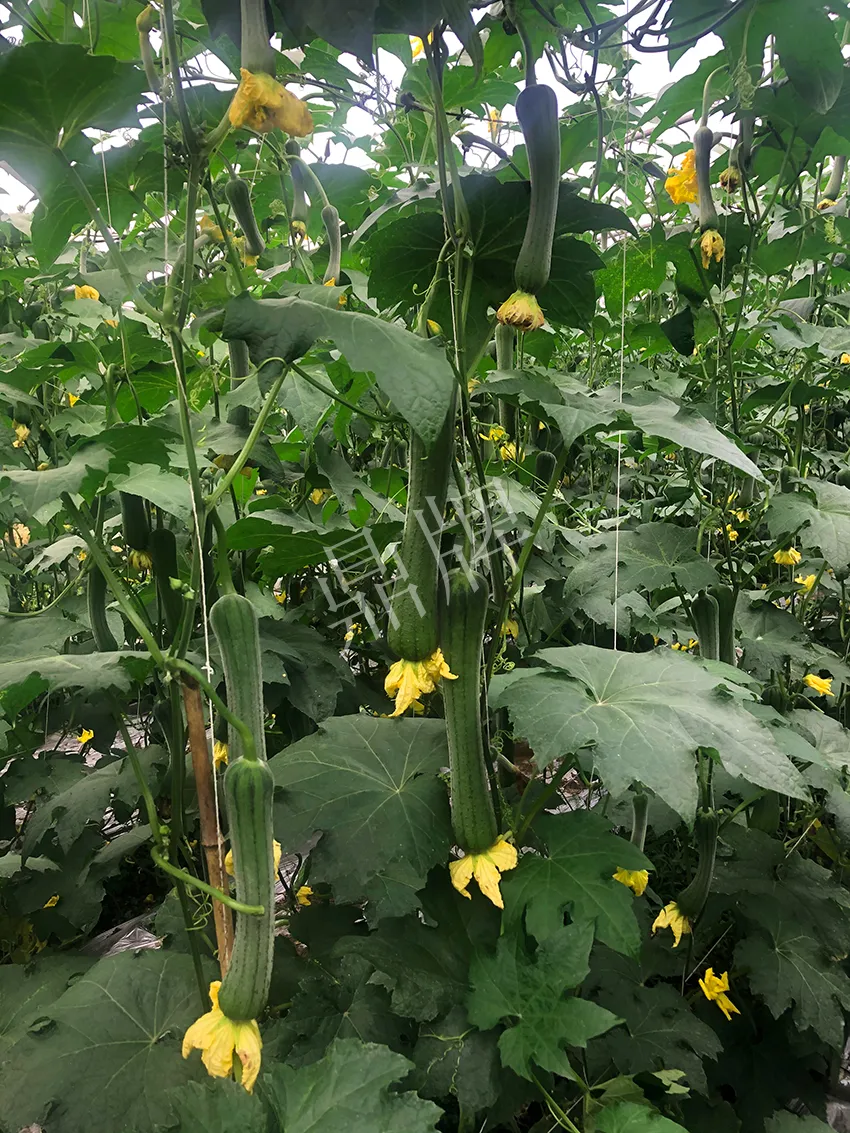 這個絲瓜怎么種都優(yōu)秀！賣價和產(chǎn)量都很高