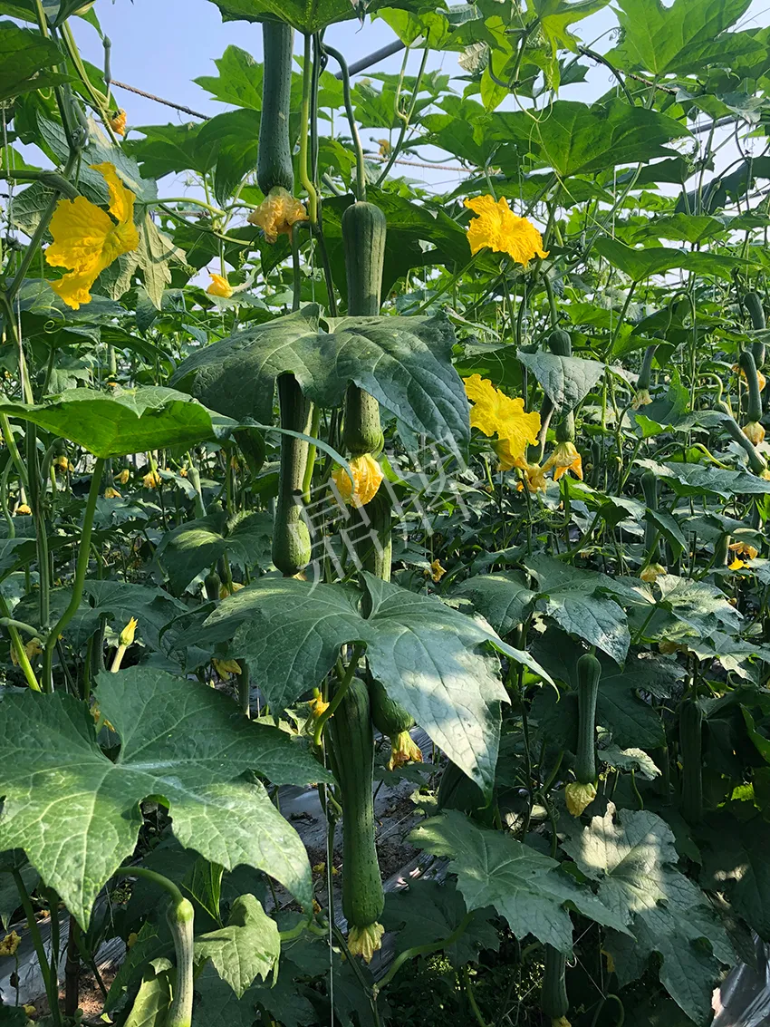 這個絲瓜怎么種都優(yōu)秀！賣價和產(chǎn)量都很高