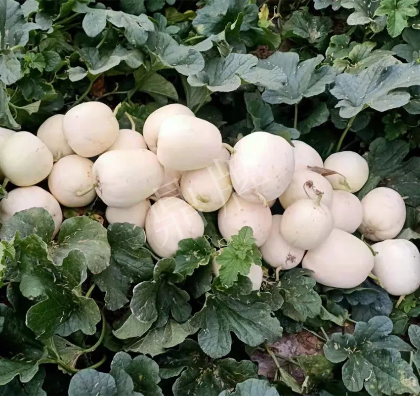 河南焦作的李向林今年種植甜瓜新品種，客戶直接拉貨走人