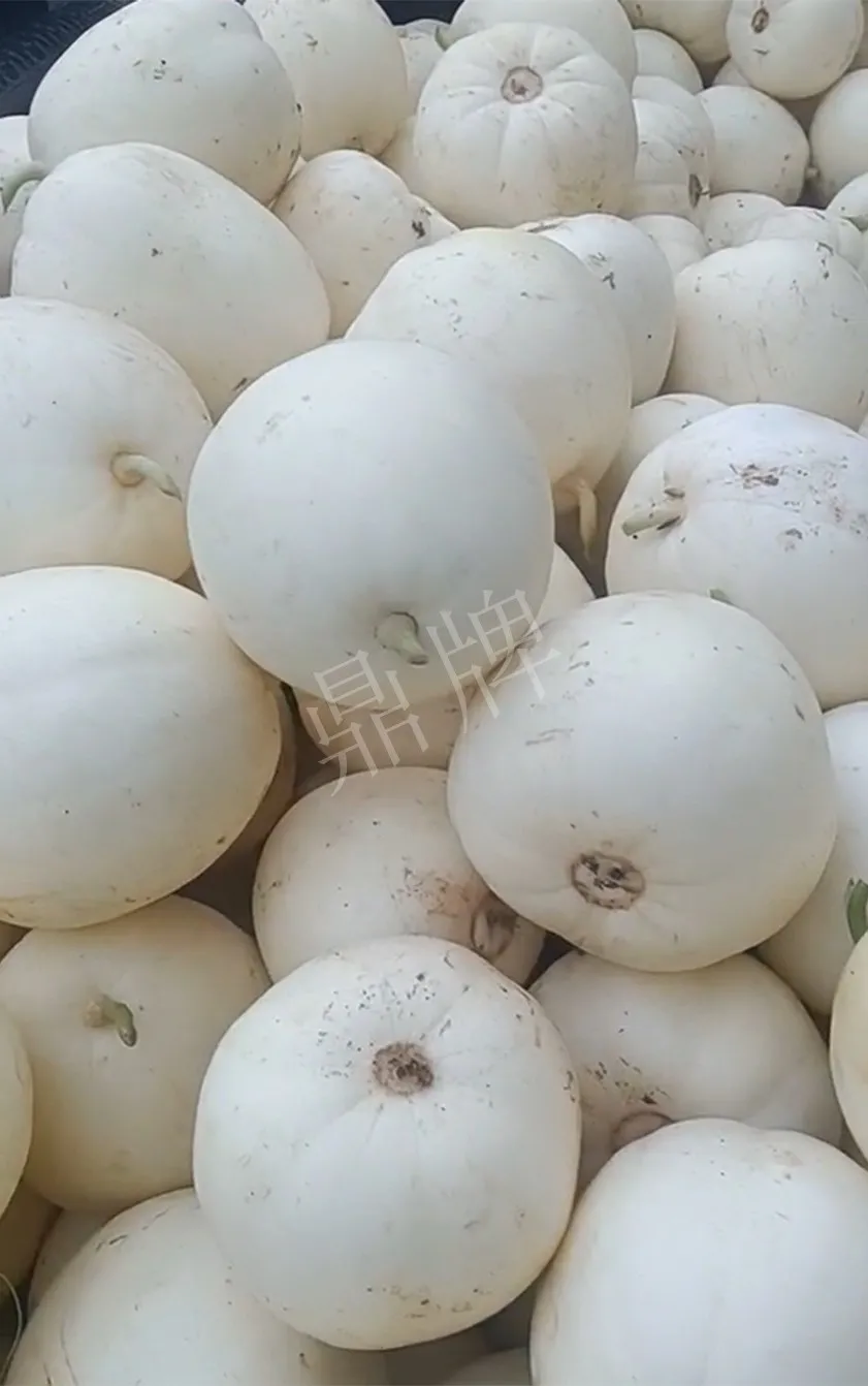 河南焦作的李向林今年種植甜瓜新品種，客戶直接拉貨走人