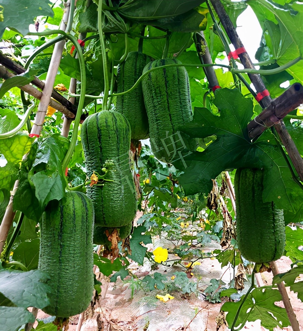 臺州的曾方明試種新品種，畝收入超過6萬元