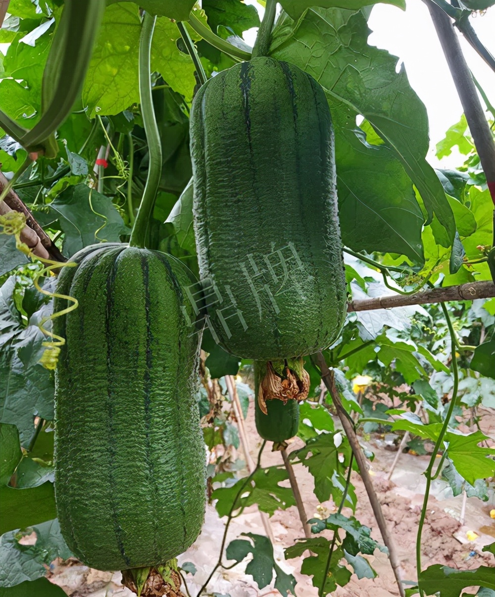 臺州的曾方明試種新品種，畝收入超過6萬元