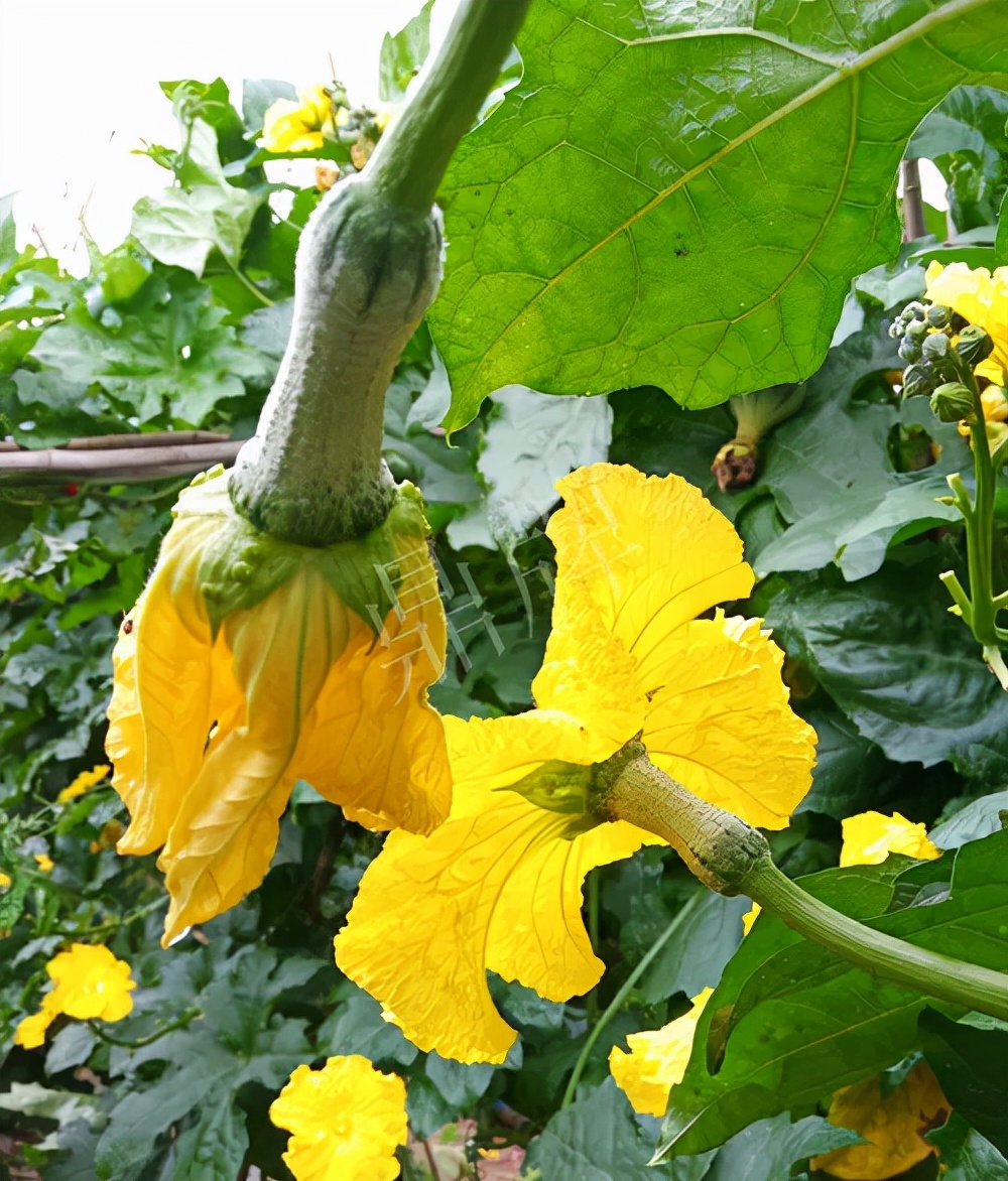 臺州的曾方明試種新品種，畝收入超過6萬元