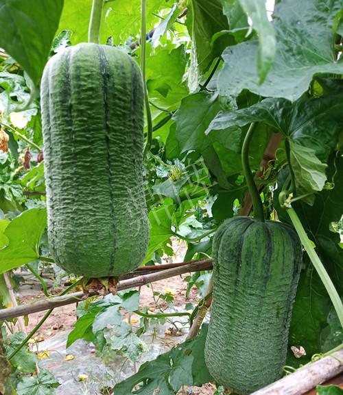 臺州的曾方明試種新品種，畝收入超過6萬元