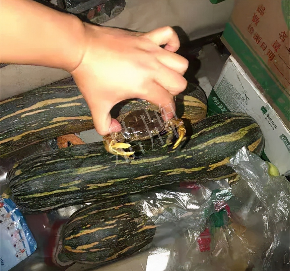 四川農(nóng)戶今年種“健美蜜本”南瓜產(chǎn)量高，品質好，感覺巴適得很