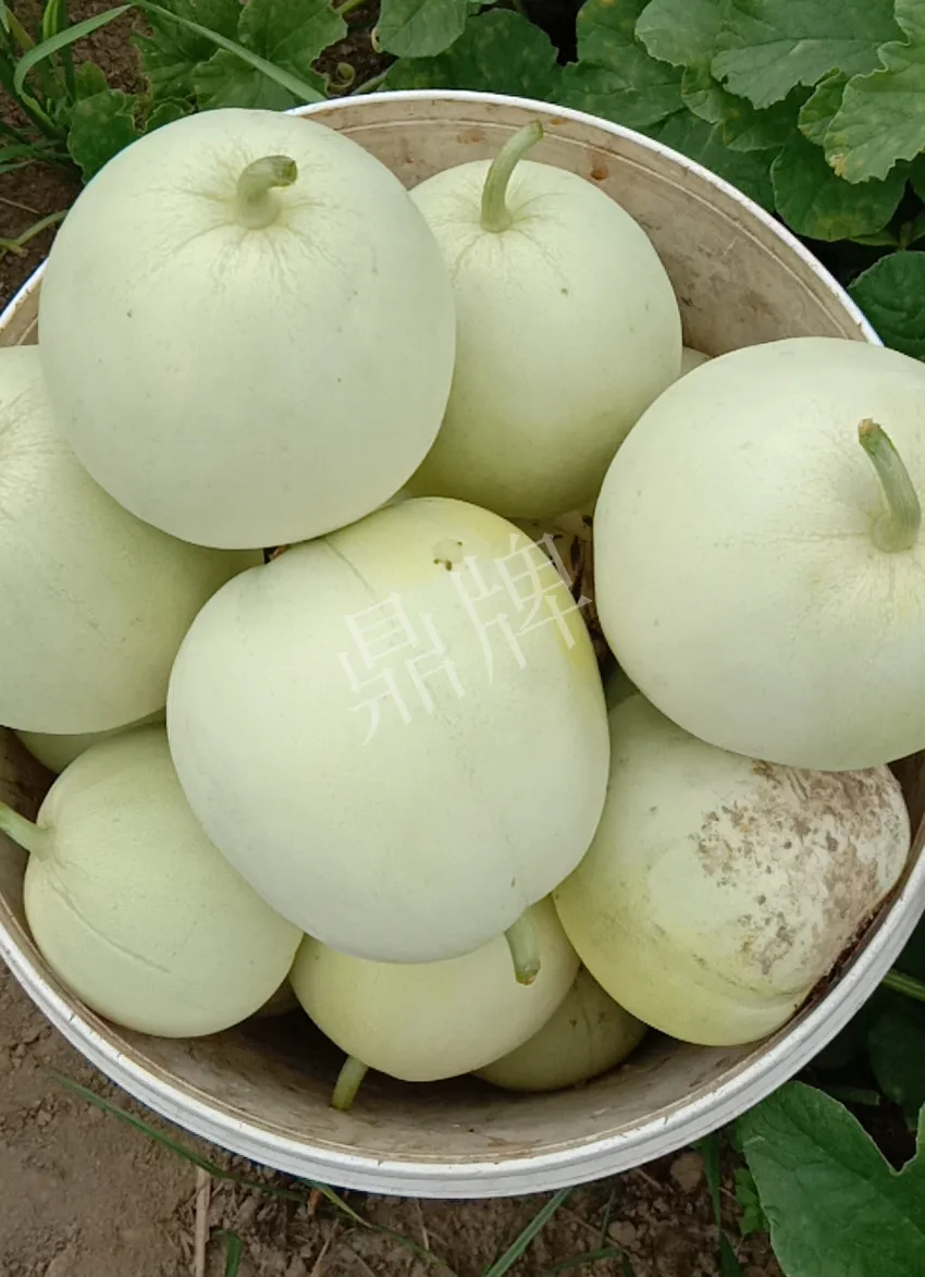 其他品種的甜瓜2塊1斤都賣不動，我的玉奶香2號甜瓜2塊5直接搶