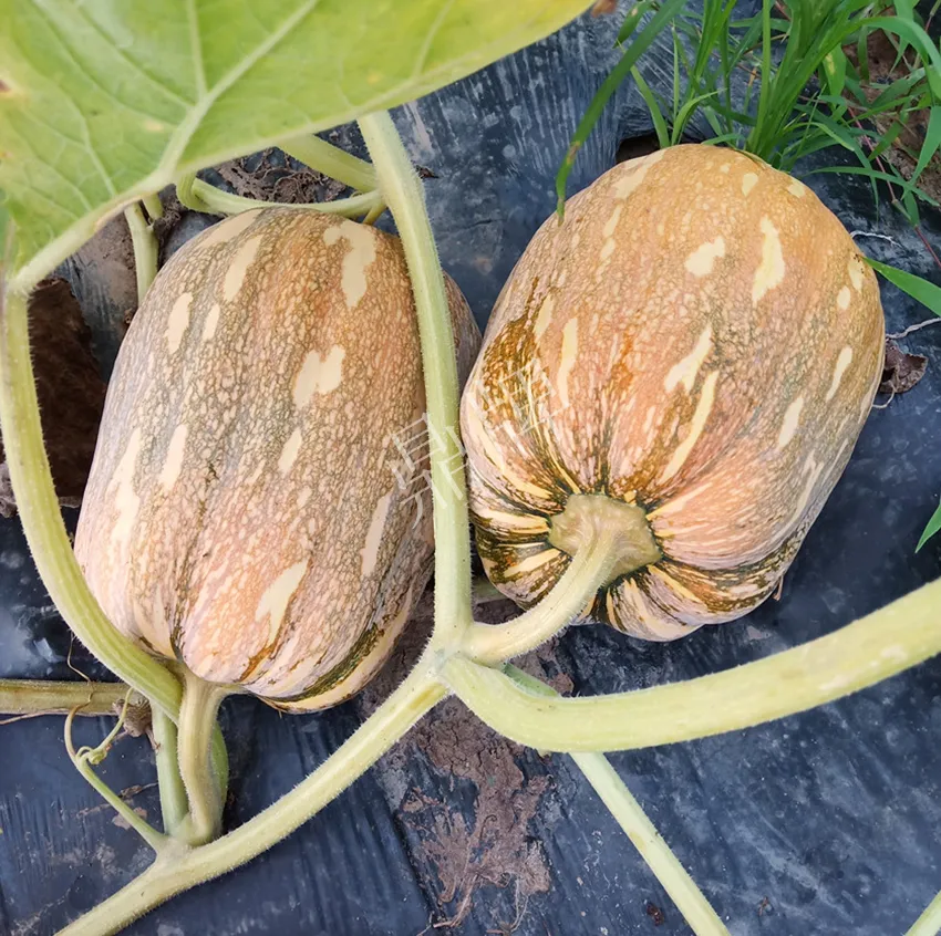 襄陽農民“押寶”押對了，這個品種幫他賺了2倍錢