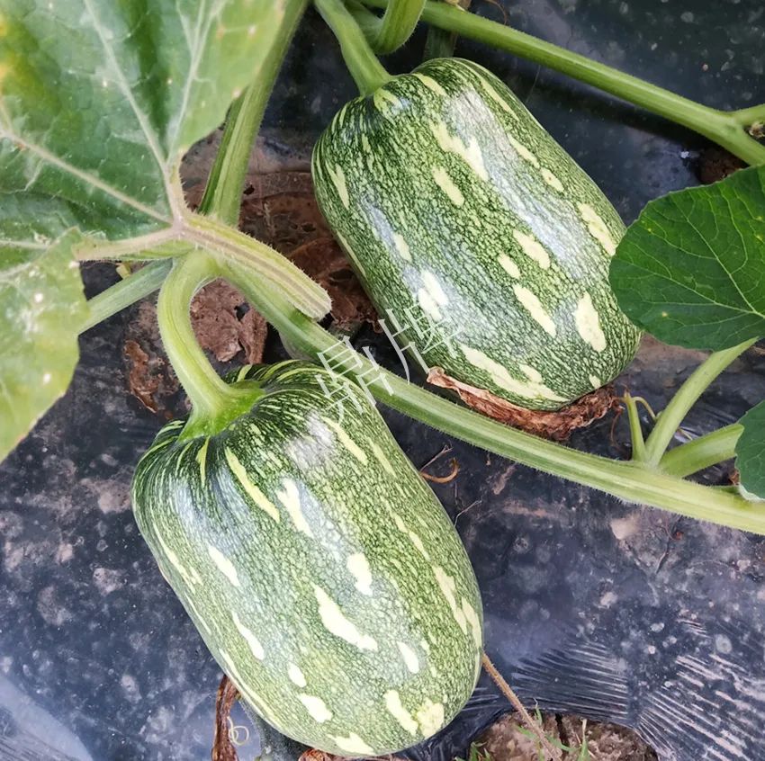 襄陽農民“押寶”押對了，這個品種幫他賺了2倍錢