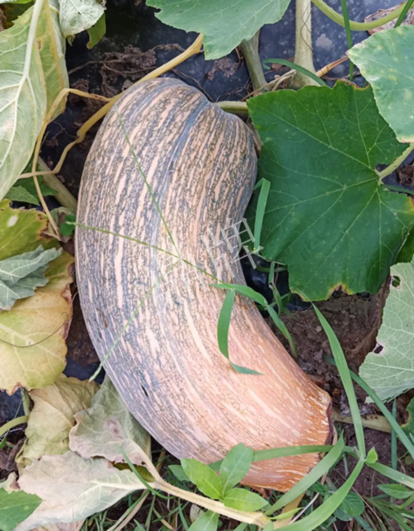 岳陽王大年打工多年，選擇回家種南瓜，今年還增加了50畝地