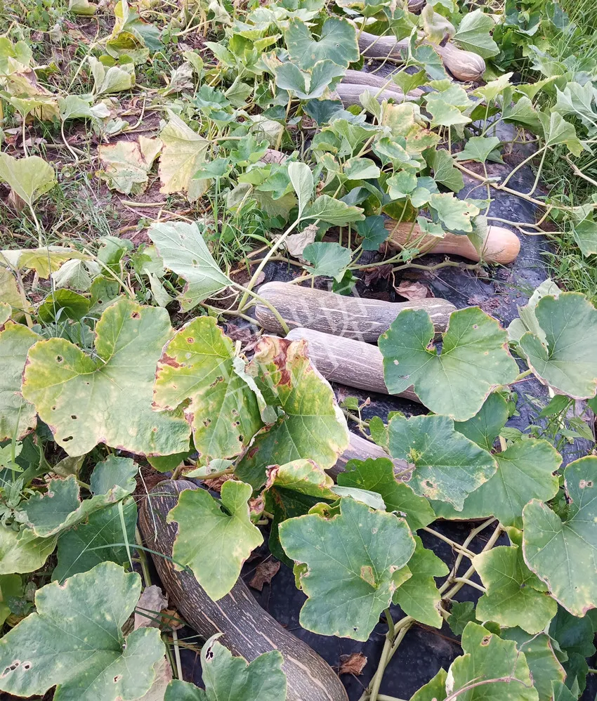 岳陽王大年打工多年，選擇回家種南瓜，今年還增加了50畝地