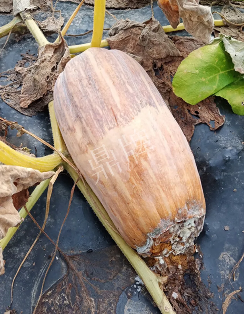 岳陽王大年打工多年，選擇回家種南瓜，今年還增加了50畝地