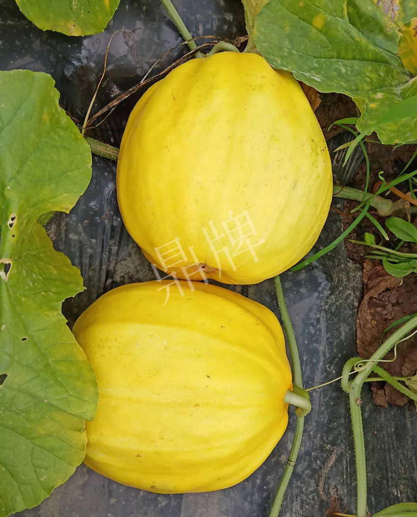 婁底瓜農(nóng)純賺50萬(wàn)，我這個(gè)“張大膽”榮光了一把