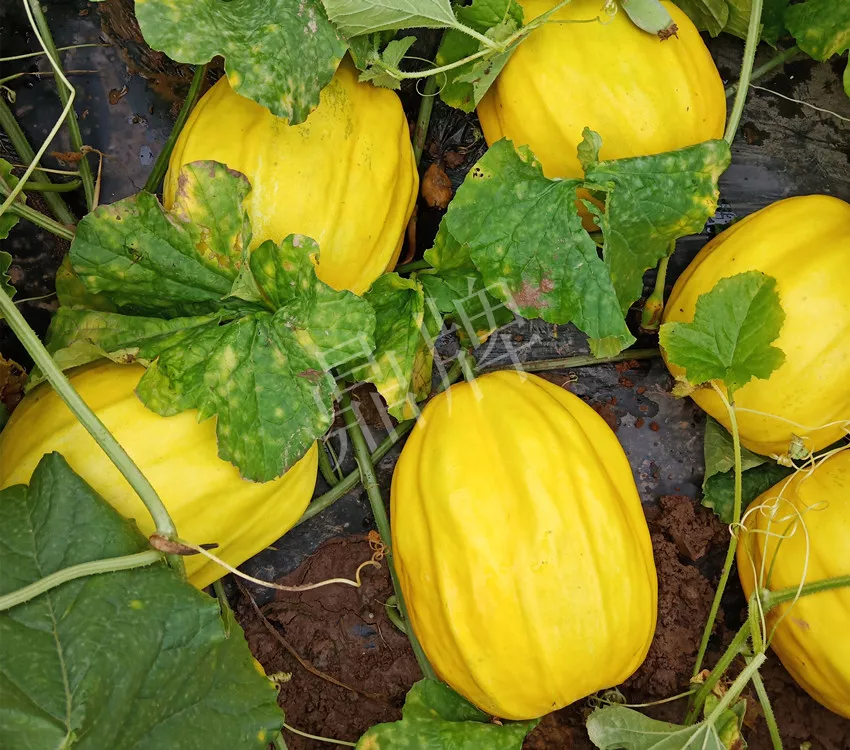 婁底瓜農(nóng)純賺50萬(wàn)，我這個(gè)“張大膽”榮光了一把