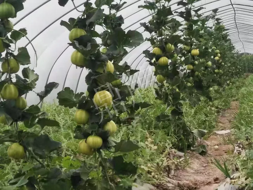 一株坐果15個(gè)，6元1斤，好賣得很