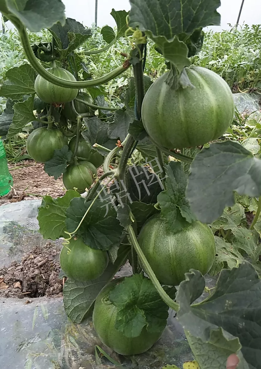 一株坐果15個(gè)，6元1斤，好賣得很