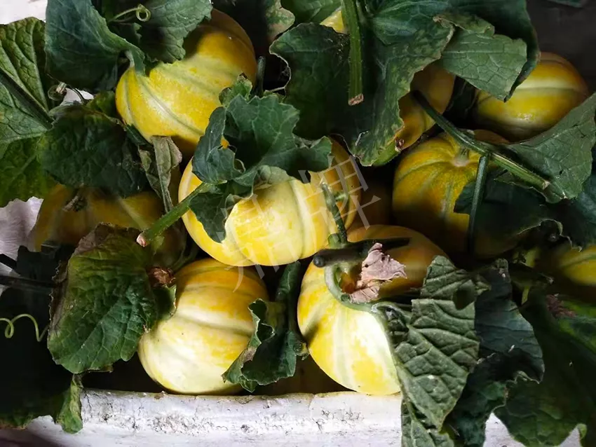 一株坐果15個(gè)，6元1斤，好賣得很