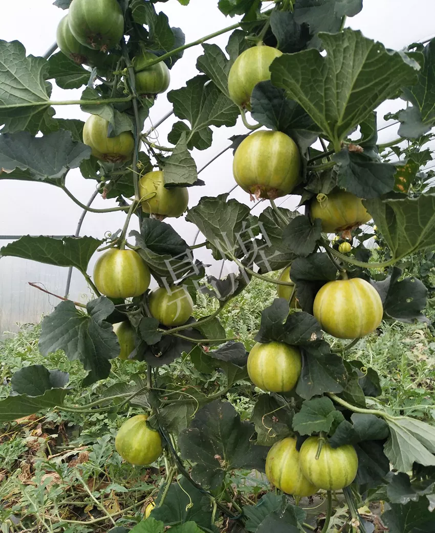 一株坐果15個(gè)，6元1斤，好賣得很