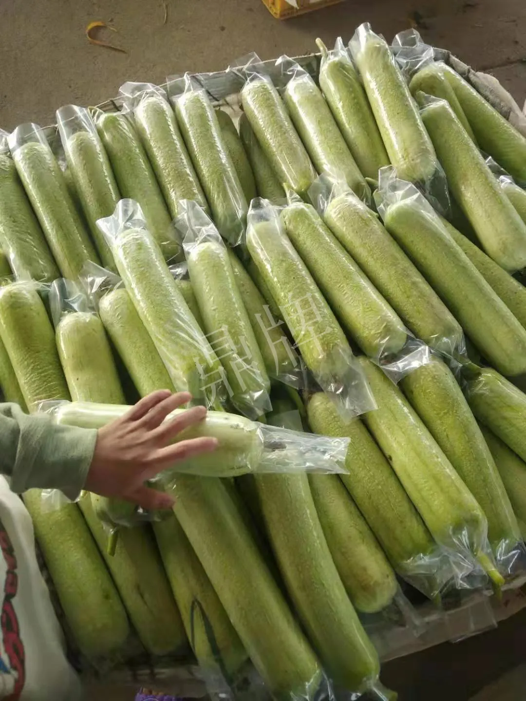 這個絲瓜每畝能掙3萬，沒種植的農戶后悔得拍大腿