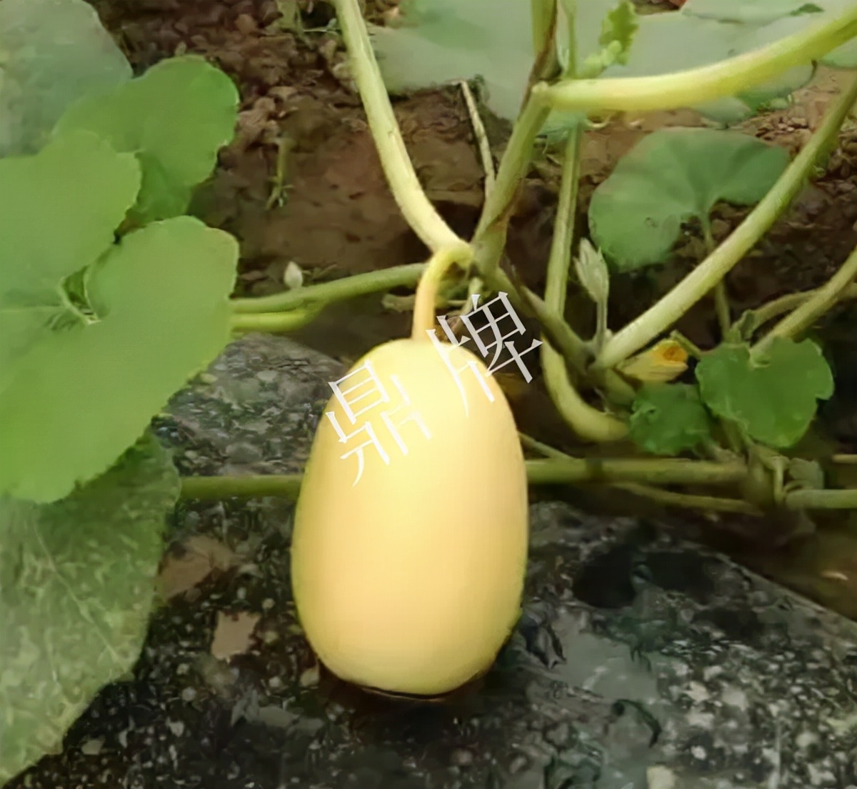 河南3月中旬就上市的“黃金筍瓜”，能買(mǎi)到14元/斤