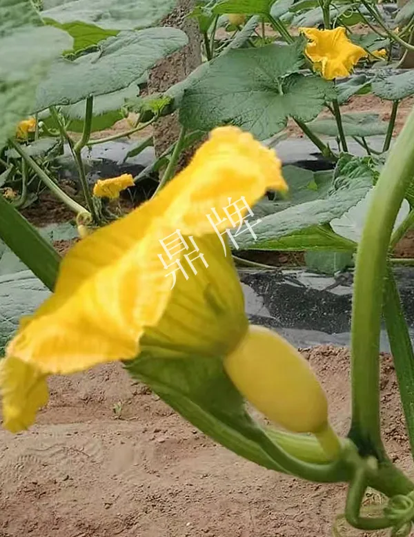 河南3月中旬就上市的“黃金筍瓜”，能買(mǎi)到14元/斤