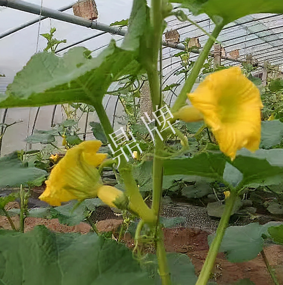 河南3月中旬就上市的“黃金筍瓜”，能買(mǎi)到14元/斤