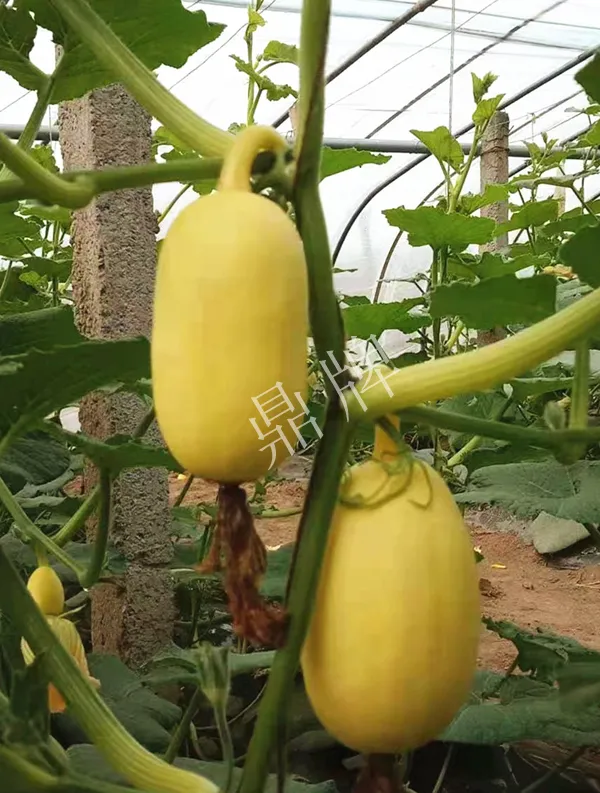 河南3月中旬就上市的“黃金筍瓜”，能買(mǎi)到14元/斤