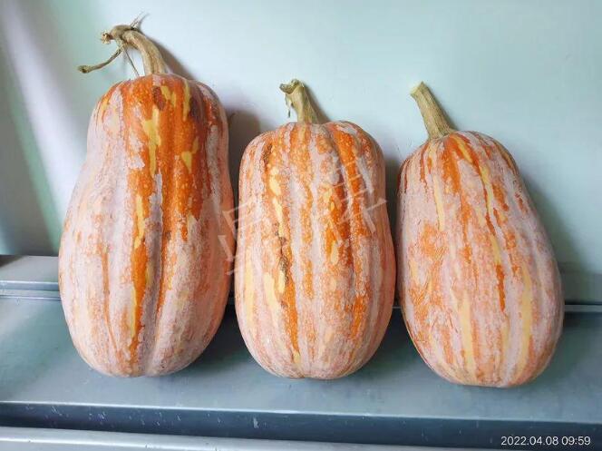 蔬菜種子種植戶客戶點評-去年的南瓜，放到現(xiàn)在還完好！能賣什么價？
