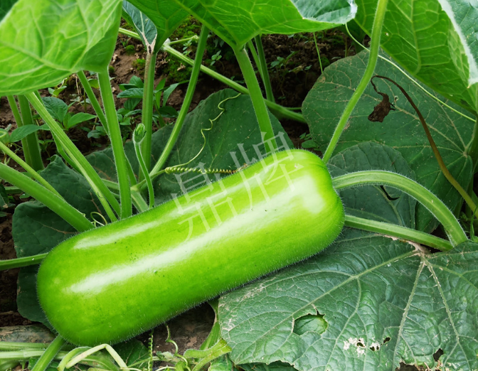 蔬菜種子種植戶客戶點(diǎn)評(píng)-牛逼！我露地栽培的瓠瓜，比別人大棚的還早上市！