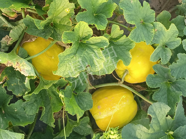 蔬菜種子種植戶客戶點(diǎn)評(píng)-種它！種它！高溫季節(jié)就種它！