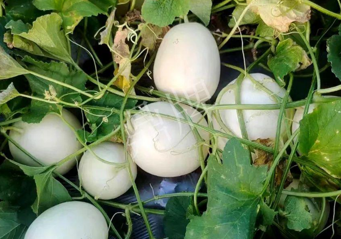 蔬菜種子種植戶客戶點(diǎn)評(píng)-巴適，巴適，這個(gè)甜瓜太巴適了！