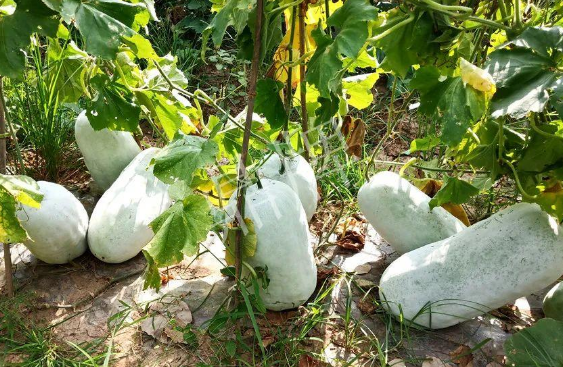 蔬菜種子種植戶客戶點評-驚訝！炎炎烈日下，小孩大聲喊：“大雪球！大雪球……”怎樣一回事？