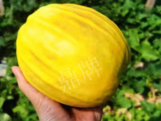 蔬菜種子種植戶客戶點評-我的甜瓜賣20元1市斤，與大家分享…