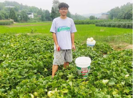 蔬菜種子種植戶客戶點評-甜瓜新品上市，每個賣9元，很暢銷！