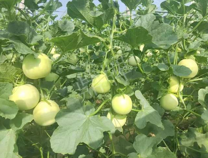 蔬菜種子種植戶客戶點(diǎn)評(píng)-種植這個(gè)新品種，我感到非常滿意！