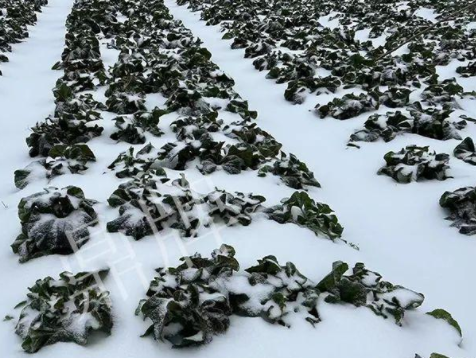 蔬菜種子種植戶客戶點(diǎn)評(píng)-春節(jié)期間，2畝雜交“東漢菜”一批就賣了2萬多元！