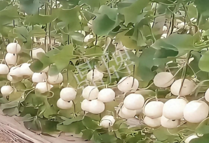 蔬菜種子種植戶客戶點(diǎn)評(píng)-現(xiàn)在的瓜菜價(jià)格不好，但我種植的優(yōu)質(zhì)甜瓜還是有好的收入！