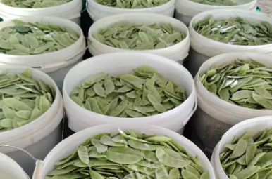 蔬菜種子種植戶客戶點(diǎn)評-時隔20年，我再種這個品種，大家來看看，怎么樣？