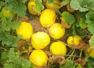 蔬菜種子種植戶客戶點(diǎn)評-瓜農(nóng)說：“還得是這個品種?。　?，什么品種讓種植戶如此感慨？