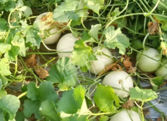 蔬菜種子種植戶客戶點(diǎn)評-真有這么好嗎？這個品種我試種了一畝地，猜猜我賣了多少錢？