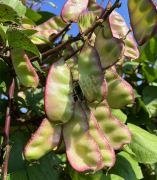 蔬菜種子種植戶客戶點(diǎn)評-價格好得讓種植者笑咪咪的，這個神奇的品種在霜降后還是串串結(jié)莢！