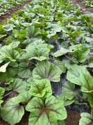 蔬菜種子種植戶客戶點(diǎn)評-第一次種植這種菜，現(xiàn)在可以上市了，大家?guī)臀医ㄗh一下，能賣個什么價格？