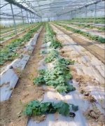 蔬菜種子種植戶客戶點評-三倍體絲瓜到底是斷頭好？還是不斷頭好？看看這位老板的做法……